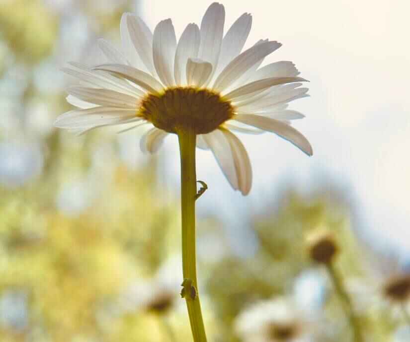 Daisy